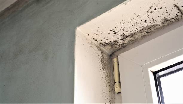 Professional Mold Removal in Terre Hill, PA