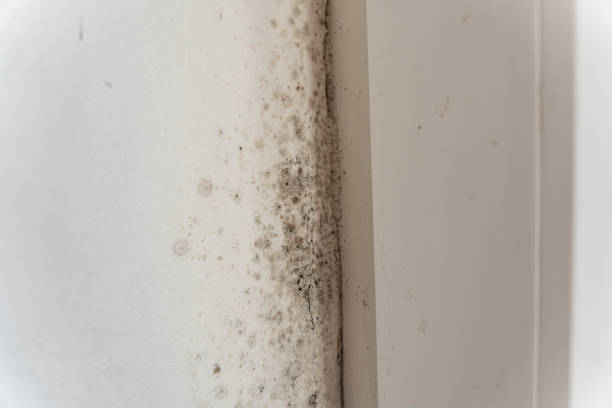 Best Mold Odor Removal Services  in Terre Hill, PA
